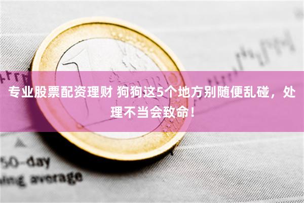 专业股票配资理财 狗狗这5个地方别随便乱碰，处理不当会致命！